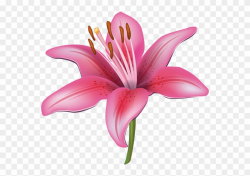 Pink Lily Flower Png Clipart (#441856) - PinClipart