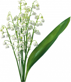 Transparent Lily Of The Valley | Mom's Garden | Pinterest | Flowers ...