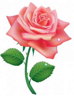 Set of three pink roses [преобразованный].png | Pinterest | Pink ...