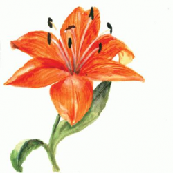 Free Tiger Lily Cliparts, Download Free Clip Art, Free Clip ...