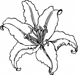 Tiger Lily Outline Clipart