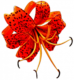 Orange Turk's Cap Lily by jeanicebartzen27 on DeviantArt