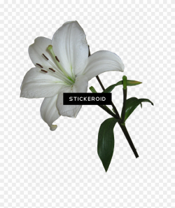 Lily Flower - White Lily Transparent Background Clipart ...