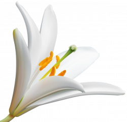 Lilly Flower PNG Clip Art Image | Gallery Yopriceville - High ...