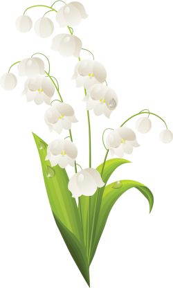 Nature | flower | Lily of the valley, Valley flowers, Rock ...