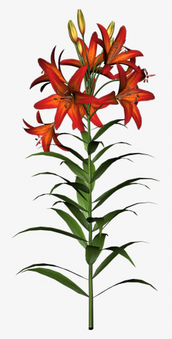 Easter Lily Clipart - Tiger Lily Flower And Stem - Free ...
