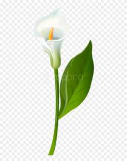 Free Png Download Calla Lily Transparent Png Images ...