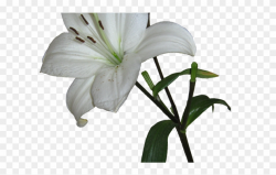Lily Clipart Transparent Background - White Lily Transparent ...