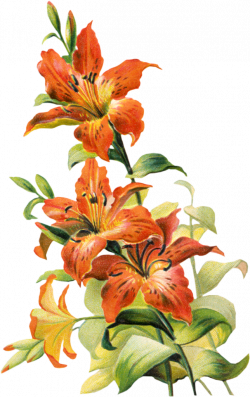 Free Vintage Tiger Lily Flower | Project Ideas | Pinterest | Tigers ...