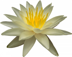 water lily png - Free PNG Images | TOPpng