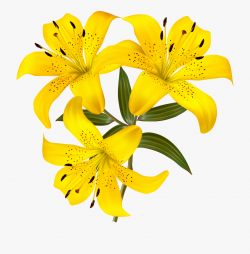 Tiger Lily Clipart At Getdrawings - Yellow Lily Flower ...