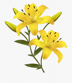 Lilies Clipart Yellow Bell - Yellow Lily Flower Clipart ...