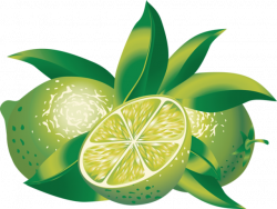 28+ Collection of Lime Clipart | High quality, free cliparts ...