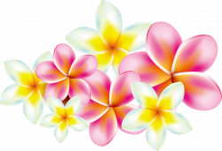 Flower Frangipani Clip art - Plumeria 2106*1441 transprent Png Free ...