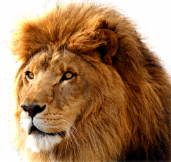 Lion Pics Group with 26 items