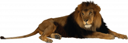 Lion Png Image PNG Image | Animals - animales - animais | Pinterest ...