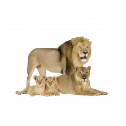 Felidae Cat Cougar Asiatic lion Siberian Tiger - Lions 800*800 ...