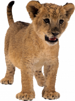 Lion Cub Two | Isolated Stock Photo by noBACKS.com
