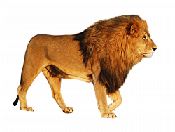 Lion PNG Image - PurePNG | Free transparent CC0 PNG Image Library
