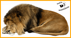 Unbelievable Cut Out Stock Png Sleeping Lion By Momotte On Picture ...