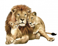 Lions Family | Isolated Stock Photo by noBACKS.com