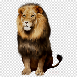 Lion Cartoon clipart - Lion, Wildlife, Illustration ...