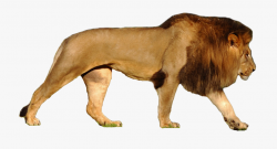 Lions Clipart African Lion - Polar Bear Compared To Lion ...