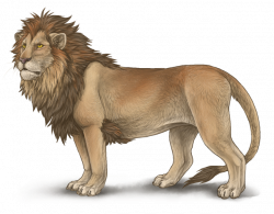 Male Lion Drawing at GetDrawings.com | Free for personal use Male ...