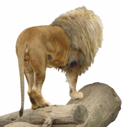 Lion Animal PNG Image - PurePNG | Free transparent CC0 PNG Image Library