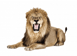 Lion Roar transparent PNG - StickPNG