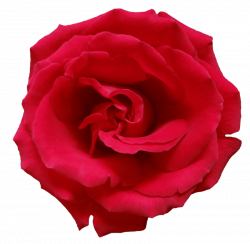 red rose png - Free PNG Images | TOPpng