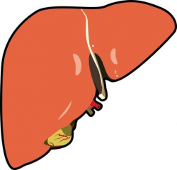 Free Liver Clipart and Vector Graphics - Clipart.me