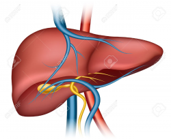 Liver Clip Art Images - Real Clipart And Vector Graphics •