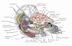 File:Nautilus Anatomy 3D-en.svg - Wikimedia Commons