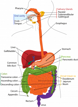 Clipart - Human digestive system