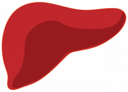 File:Liver.svg - Wikimedia Commons