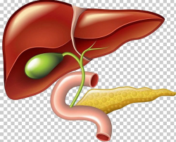 Liver And Gallbladder Pancreas PNG, Clipart, Anatomy, Bile ...