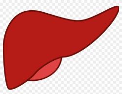 Clip Freeuse Download Liver Clipart Body Clipart, HD Png ...