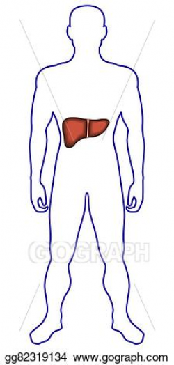 EPS Vector - Liver in human body. Stock Clipart Illustration ...