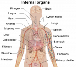 Human Body Organ System | Fosfe.com