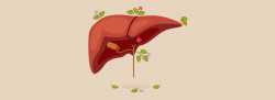 6 Myths About Fatty Liver | Health Plus