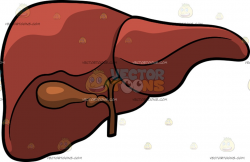 Liver Clipart | Free download best Liver Clipart on ...