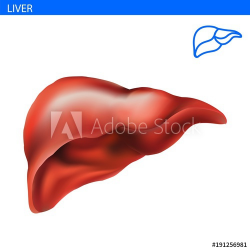Human Liver anatomy realistic illustration front view in ...
