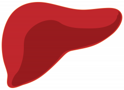 Fatty Liver Disease | Financial Tribune