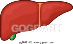 EPS Illustration - Liver - human organ. Vector Clipart ...