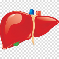 Liver Human body Organ Gallbladder Human digestive system ...