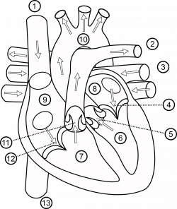 Human Heart Drawing Outline at GetDrawings.com | Free for personal ...