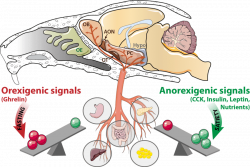 The olfactory system is a metabolic sensor like the hypothalamus ...