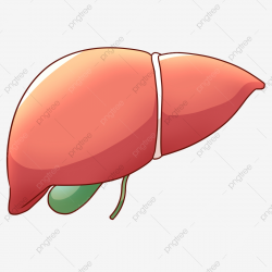 Cartoon Stereo Liver Illustration, Human Organ Liver, Red ...