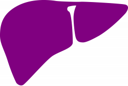 File:Liver noun 28826 cc purple.svg - Wikimedia Commons